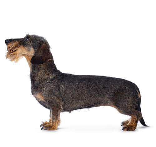 Wire haired 2024 sausage dog